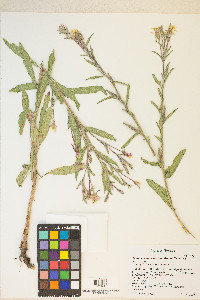 Oenothera elata subsp. hirsutissima image