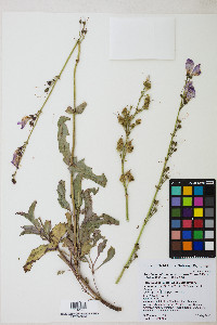 Penstemon bicolor image