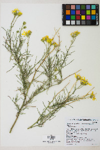 Senecio flaccidus var. monoensis image