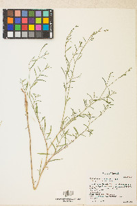 Epilobium brachycarpum image