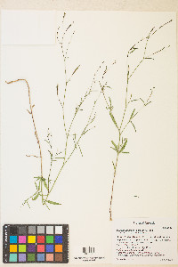 Epilobium brachycarpum image