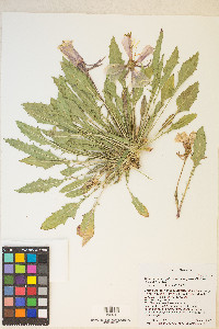 Oenothera cespitosa image