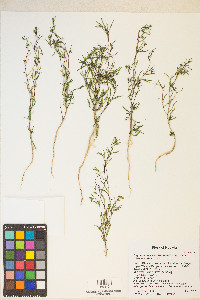 Gayophytum ramosissimum image