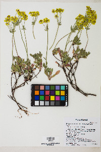 Eriogonum umbellatum var. aureum image