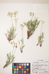 Peucedanum graveolens image