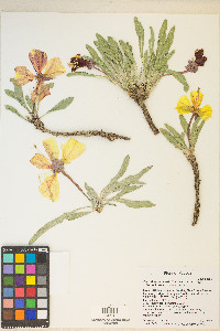 Oenothera howardii image