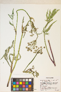 Angelica kingii image