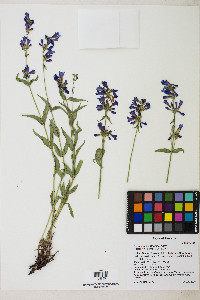 Penstemon watsonii image