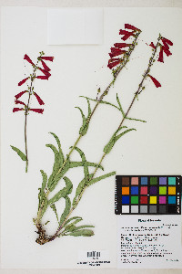 Penstemon eatonii image