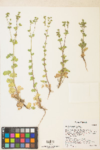 Potentilla biennis image