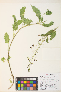 Scrophularia desertorum image