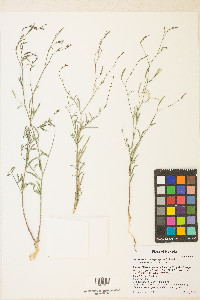 Epilobium brachycarpum image