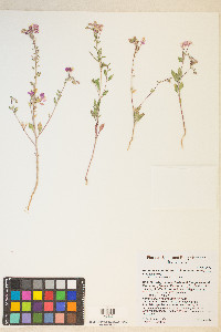 Eremothera boothii image