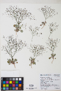 Eriogonum thomasii image