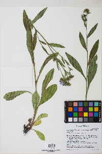 Symphyotrichum foliaceum image