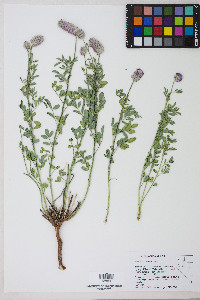 Dalea ornata image