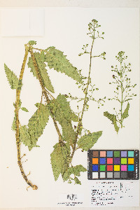 Scrophularia desertorum image