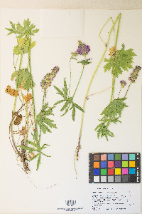 Sidalcea oregana var. spicata image