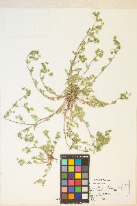 Potentilla newberryi image