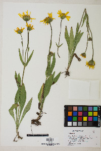 Arnica sororia image