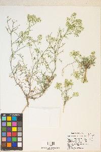 Lepidium montanum image