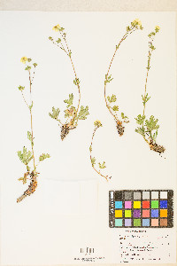 Potentilla diversifolia image