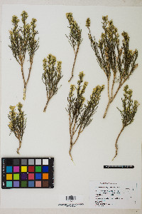 Ericameria teretifolia image