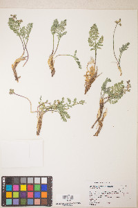 Lomatium fimbriatum image