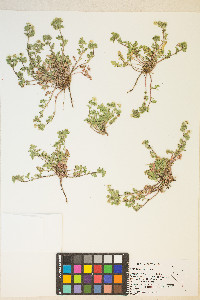 Potentilla newberryi image