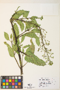 Scrophularia desertorum image