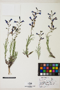 Penstemon roezlii image