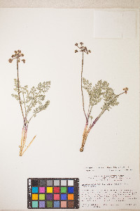 Lomatium nevadense var. nevadense image