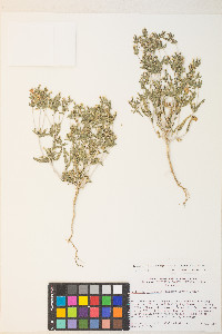 Mentzelia albicaulis image