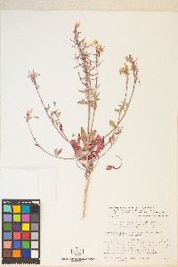 Eremothera boothii var. desertorum image