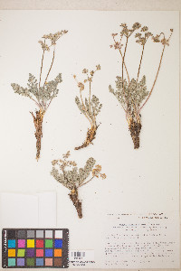 Lomatium fimbriatum image