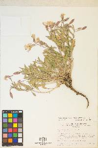 Oenothera californica image