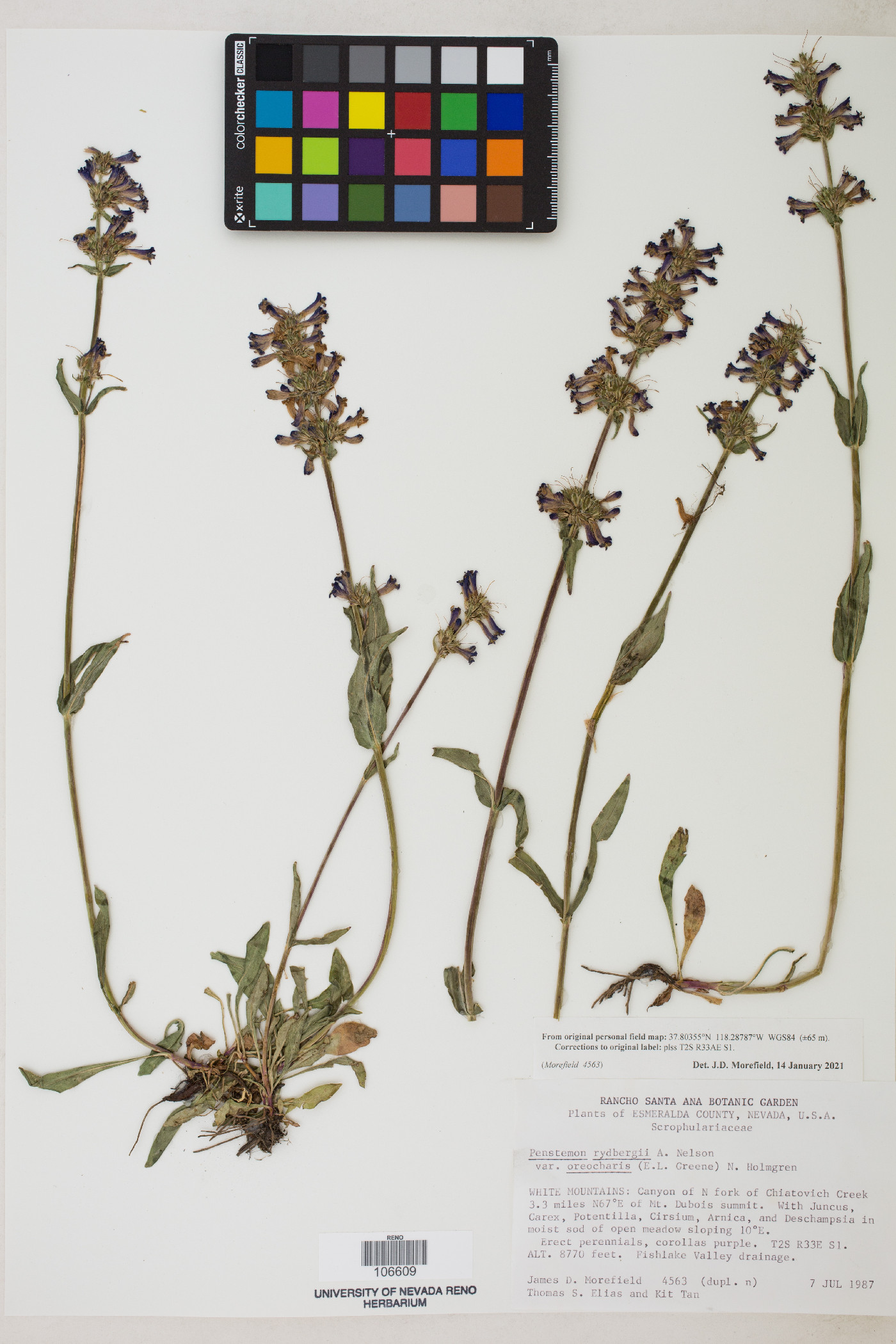 Penstemon rydbergii image