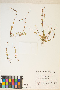 Epilobium oregonense image