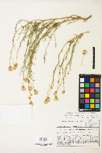 Senecio flaccidus image