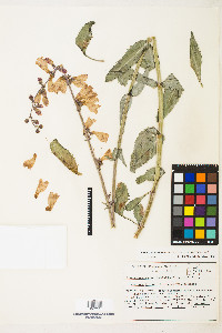 Penstemon floridus image