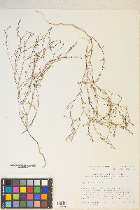 Gayophytum decipiens image