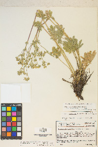 Potentilla gracilis image