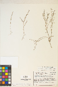 Gayophytum diffusum image