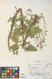 Scrophularia desertorum image