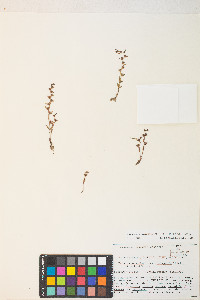 Veronica peregrina subsp. xalapensis image