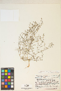 Gayophytum diffusum image