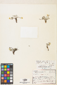 Potentilla concinna image