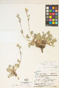 Potentilla gracilis image