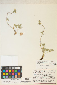 Potentilla gracilis image
