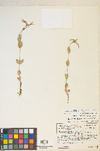 Epilobium saximontanum image